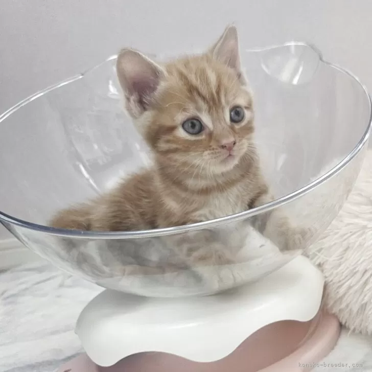 いわこ 様のお迎えした子猫