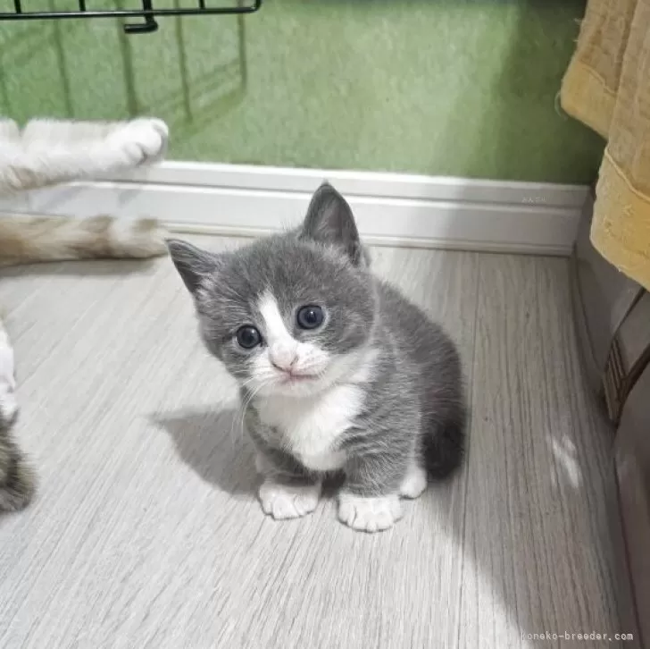 ID：2505-03399の子猫