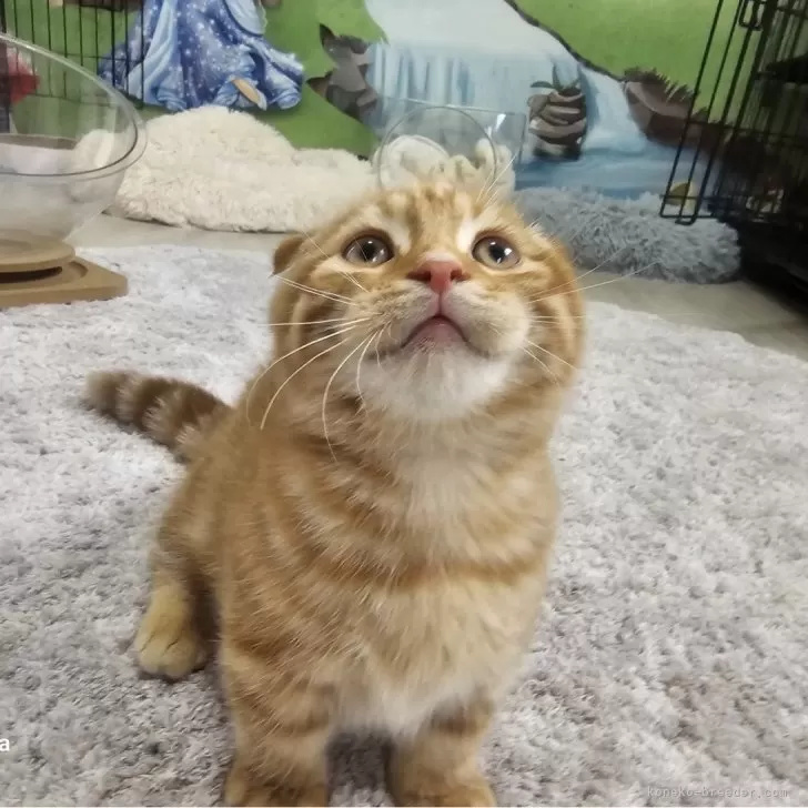 ID：2411-02592の子猫