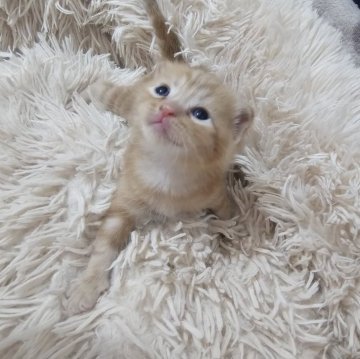 マンチカン(長足)【福岡県・男の子・2025年9月1日・レッドタビー（ショート）】の写真「丸いお顔のとびきり元気な長足Boyです。」
