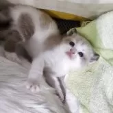 マンチカン(長足)