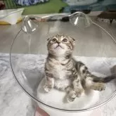 マンチカン(長足)
