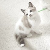 マンチカン(長足)