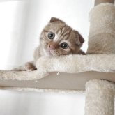 マンチカン(長足)