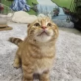 マンチカン(短足)【福岡県・男の子・2024年10月29日・レッドタビー】の写真1