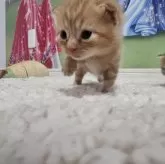 マンチカン(長足)【福岡県・男の子・2025年9月1日・レッドタビー】の写真3