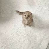 マンチカン(長足)【福岡県・男の子・2025年9月1日・レッドタビー】の写真6