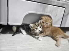 マンチカン(長足)【福岡県・男の子・2025年9月1日・レッドタビー】の写真6