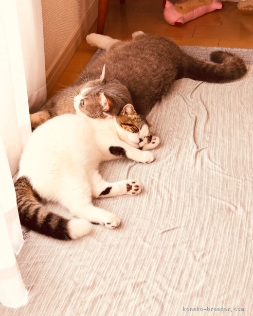 清　洋一(せい　よういち)ブリーダー(愛知県・スコティッシュフォールドなど・JCU登録)の紹介写真3