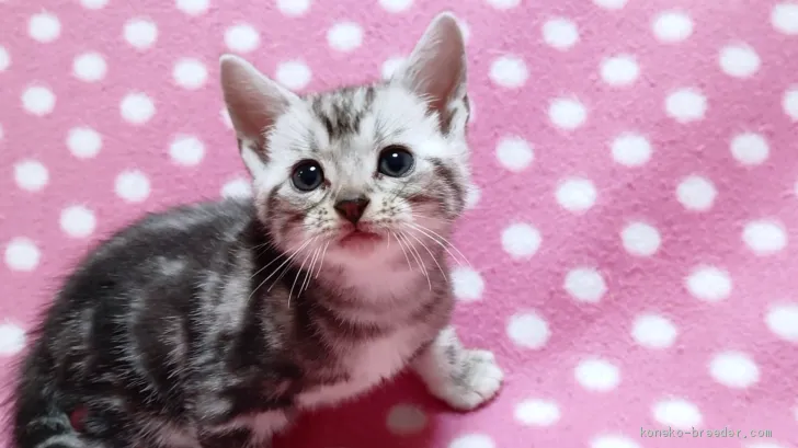 ID：1911-01191の子猫