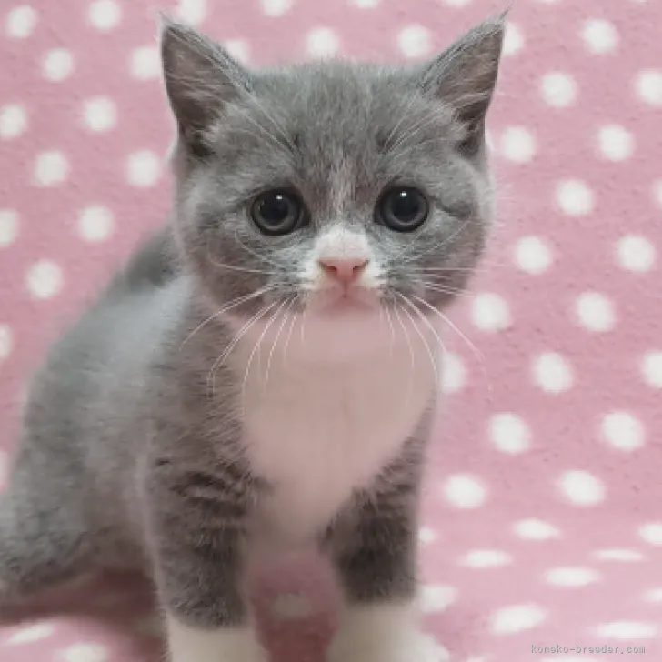 ぎんちゃん 様のお迎えした子猫