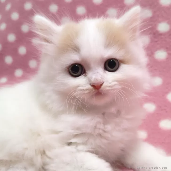 ID:2410-00329の子猫