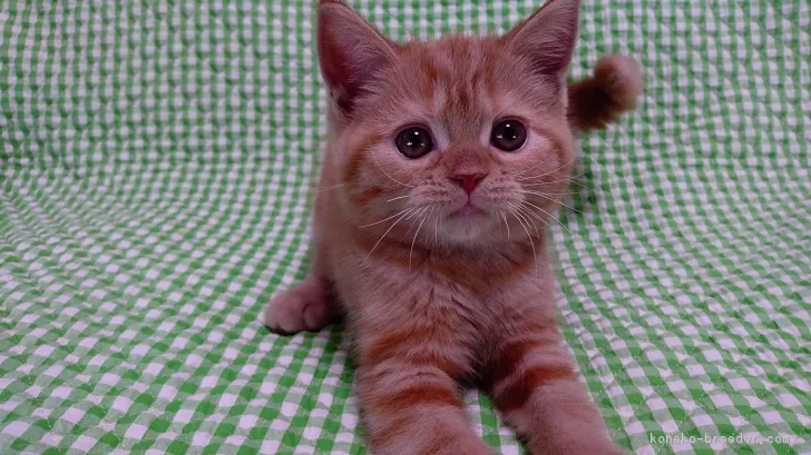 ID:1705-00343の子猫