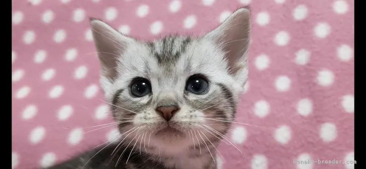 ID：2106-00699の子猫