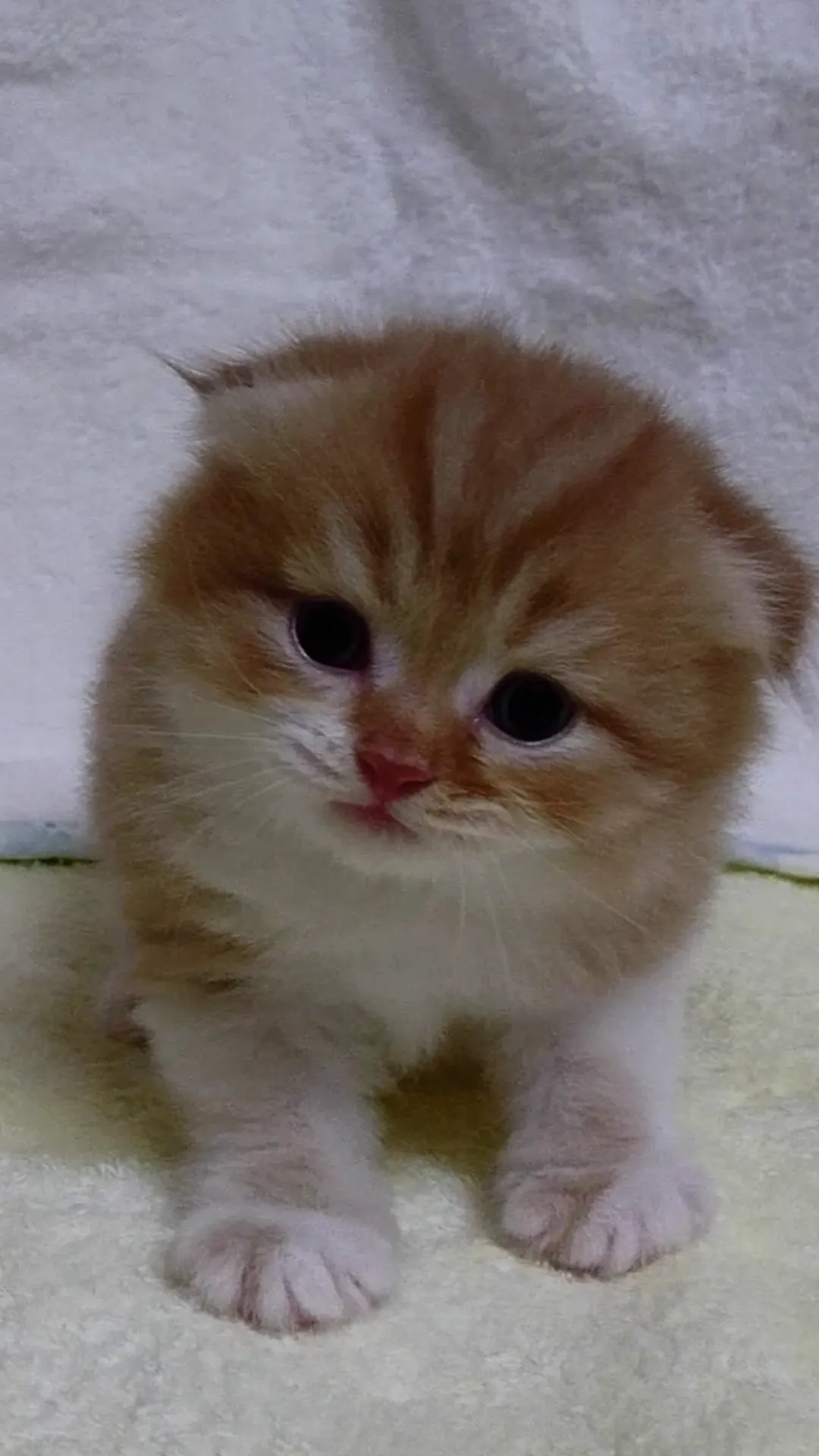 ID：1609-00714の子猫