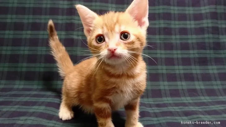 ID:1702-00396の子猫