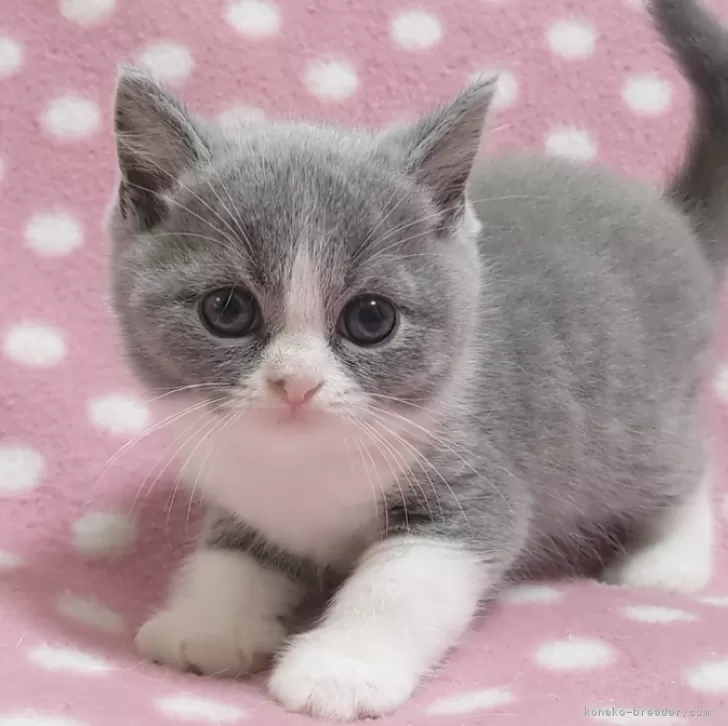 ID：2407-03334の子猫
