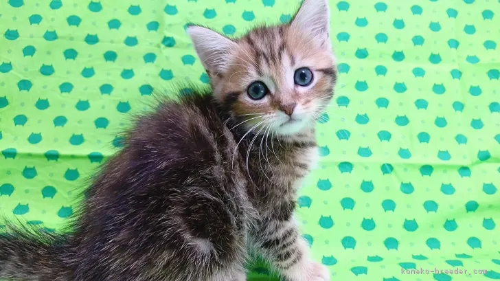 ID:1708-00665の子猫