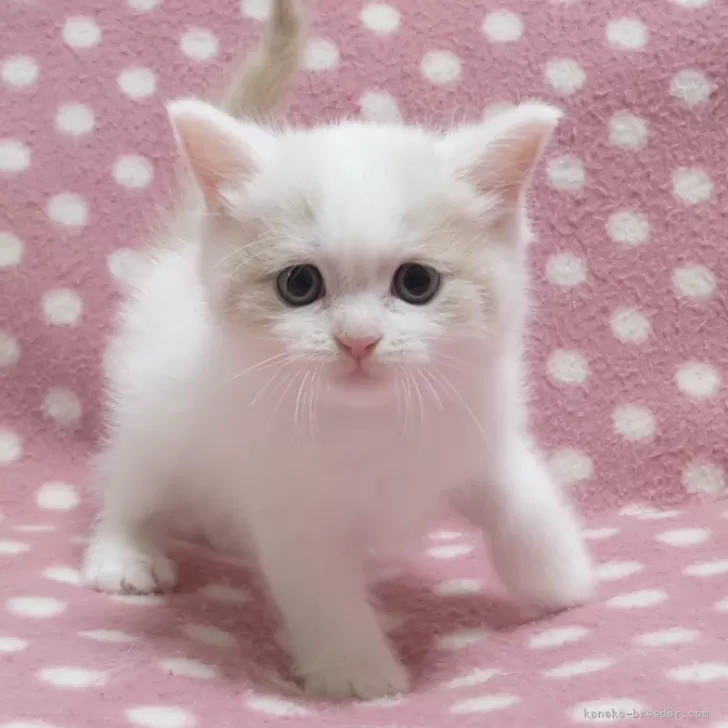 ID：2405-00430の子猫