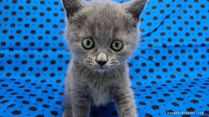 ID:1708-00662の子猫