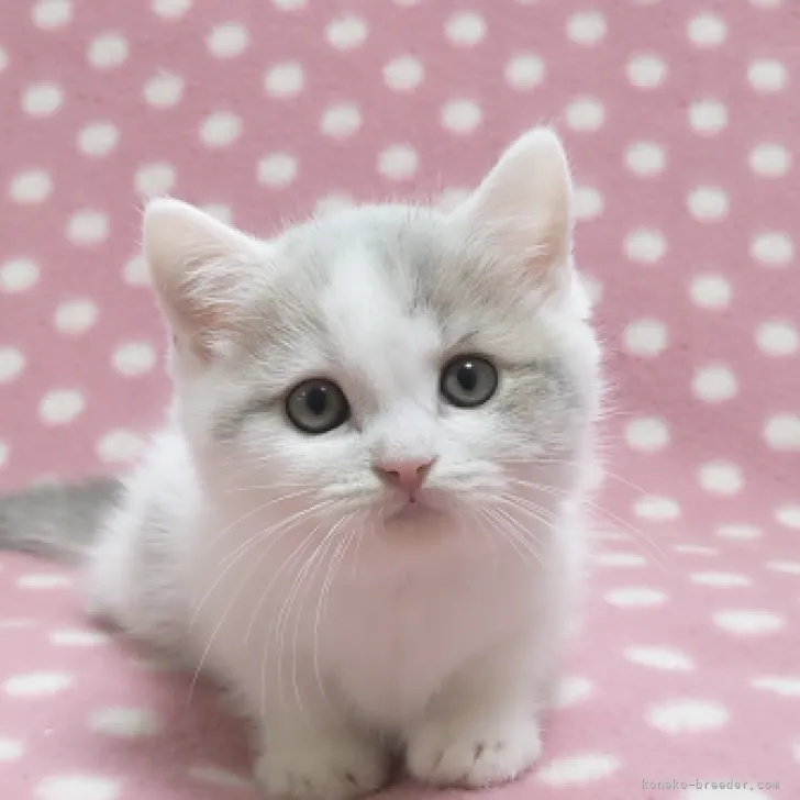 ID：2310-01886の子猫