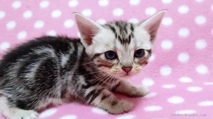 ID：1908-01646の子猫