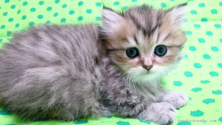 ID:1712-00416の子猫