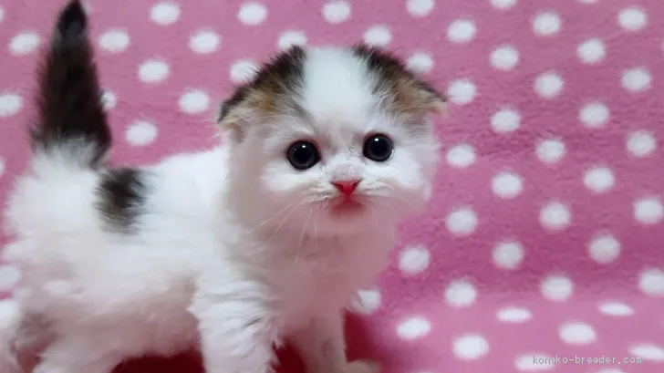ID：2003-01307の子猫
