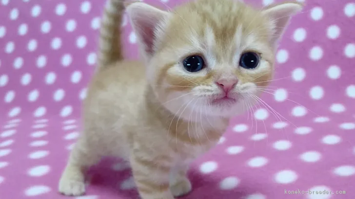 さくらんぼ 様のお迎えした子猫