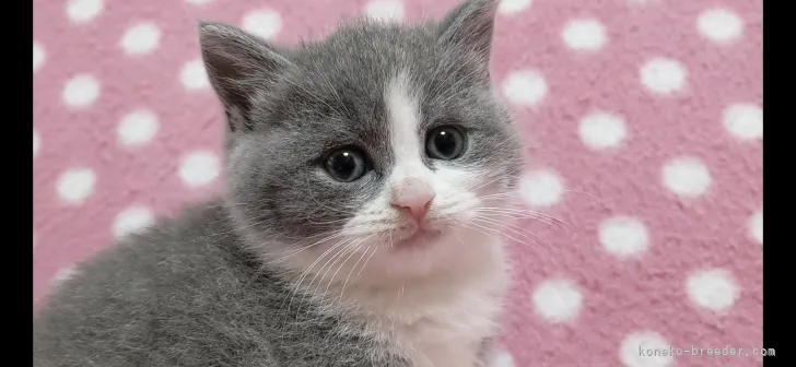 T A 様のお迎えした子猫