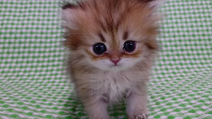 ID:1612-00850の子猫
