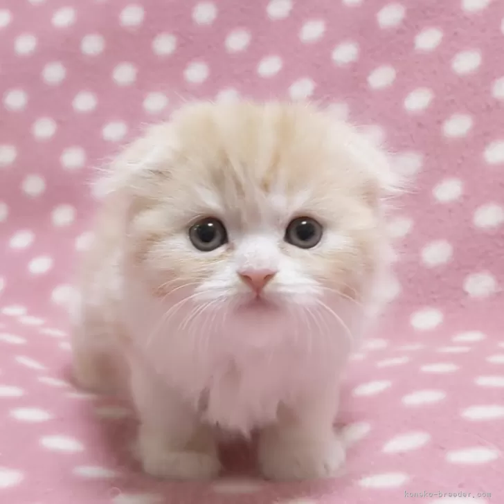 ID：2401-00646の子猫