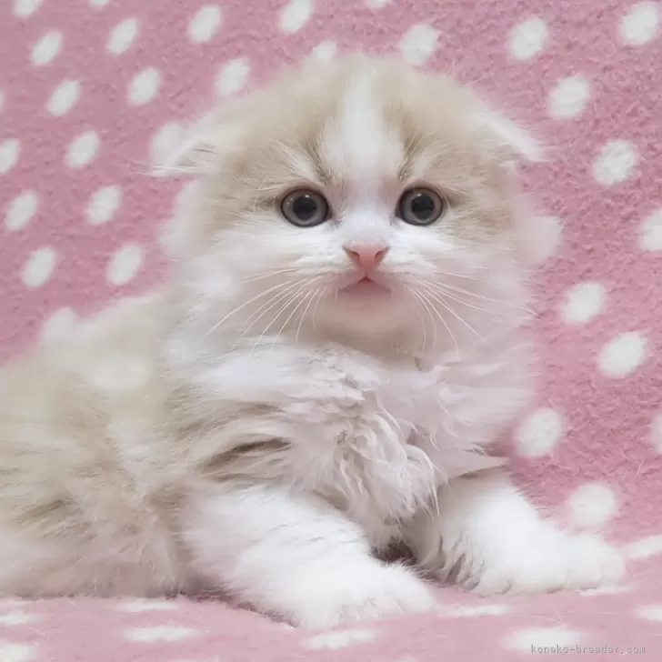 ID：2402-00207の子猫