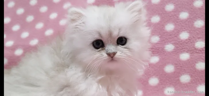 ID：2111-02105の子猫