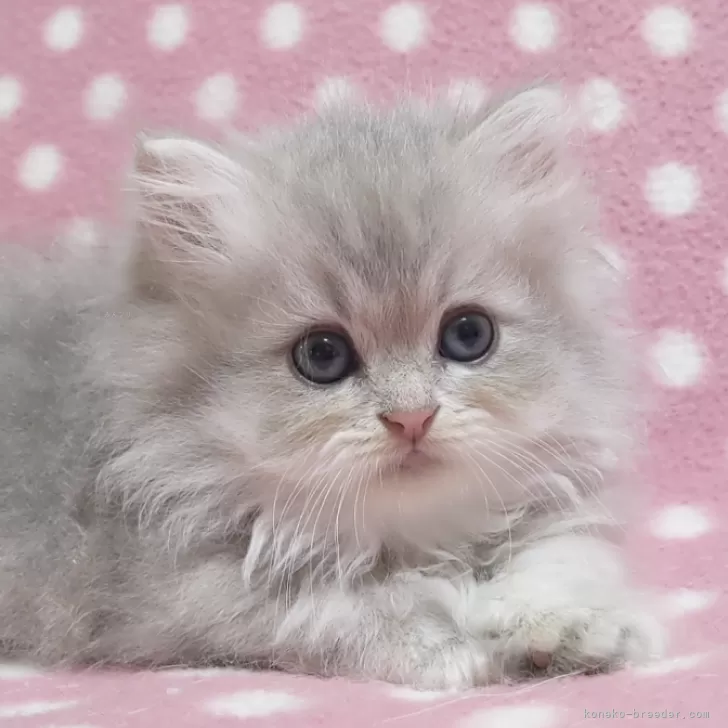 ID:2408-02808の子猫