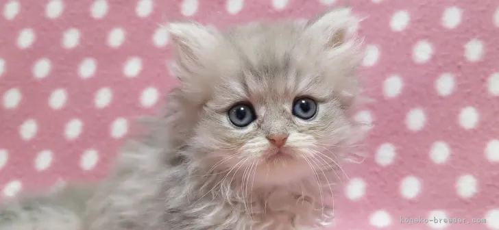 ID：2109-02317の子猫