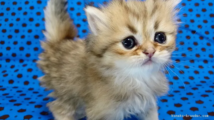 ID:1712-00669の子猫