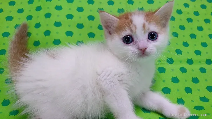 ID：1803-00224の子猫