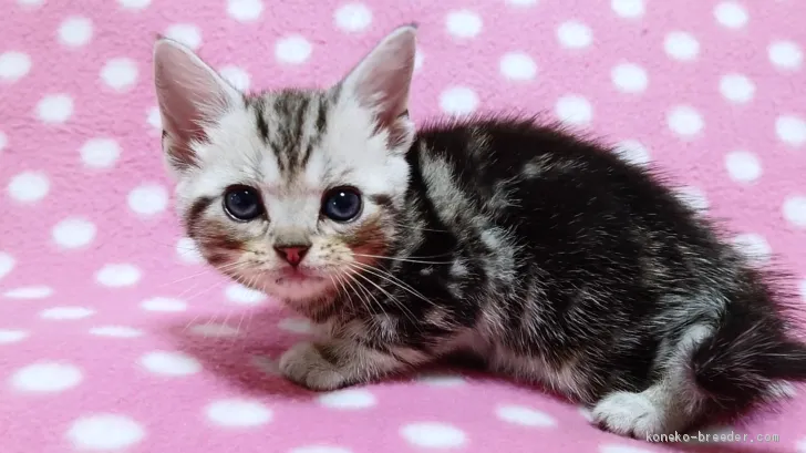 ID:1907-00467の子猫