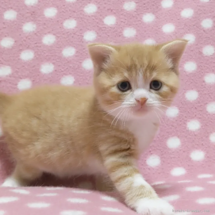 ID：2304-00534の子猫