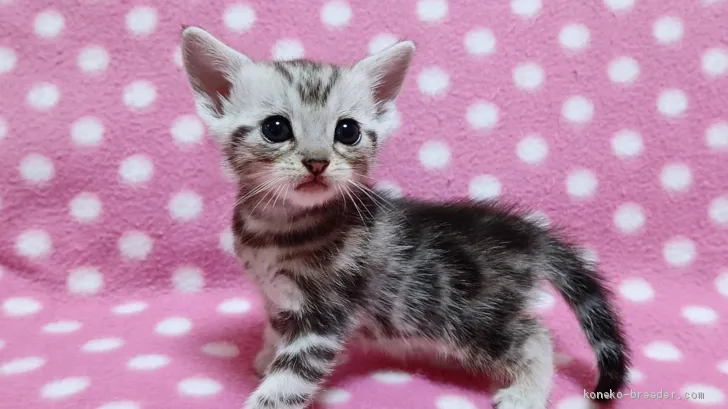 ID:1908-01222の子猫