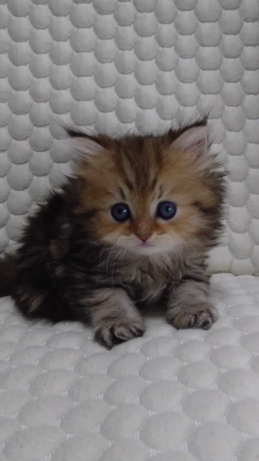 たなか 様のお迎えした子猫