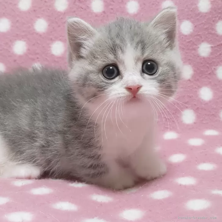 ID:2406-03550の子猫
