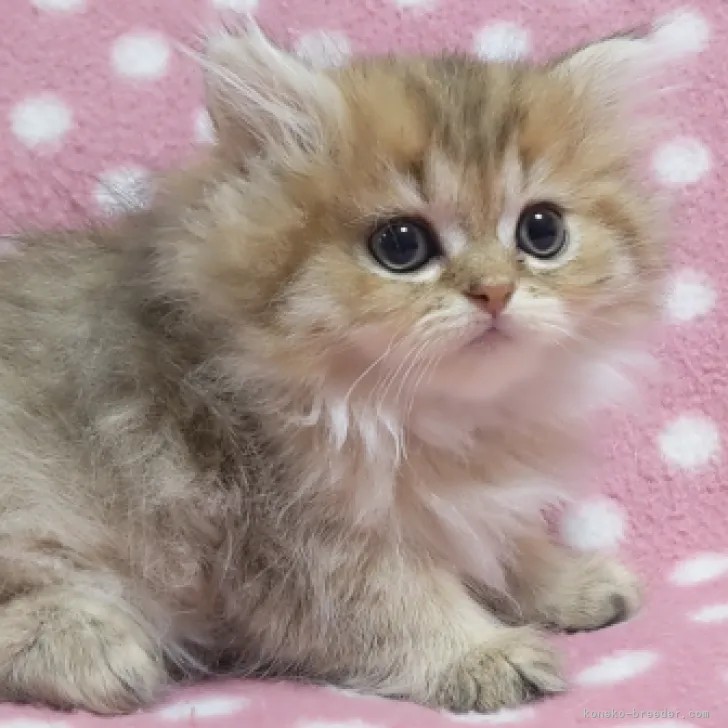 ID:2207-00184の子猫