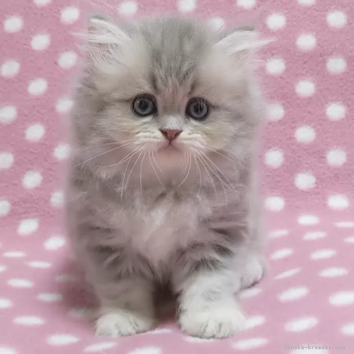 Ｔ T 様のお迎えした子猫