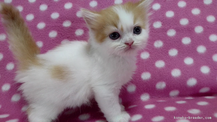 ID:1711-00281の子猫