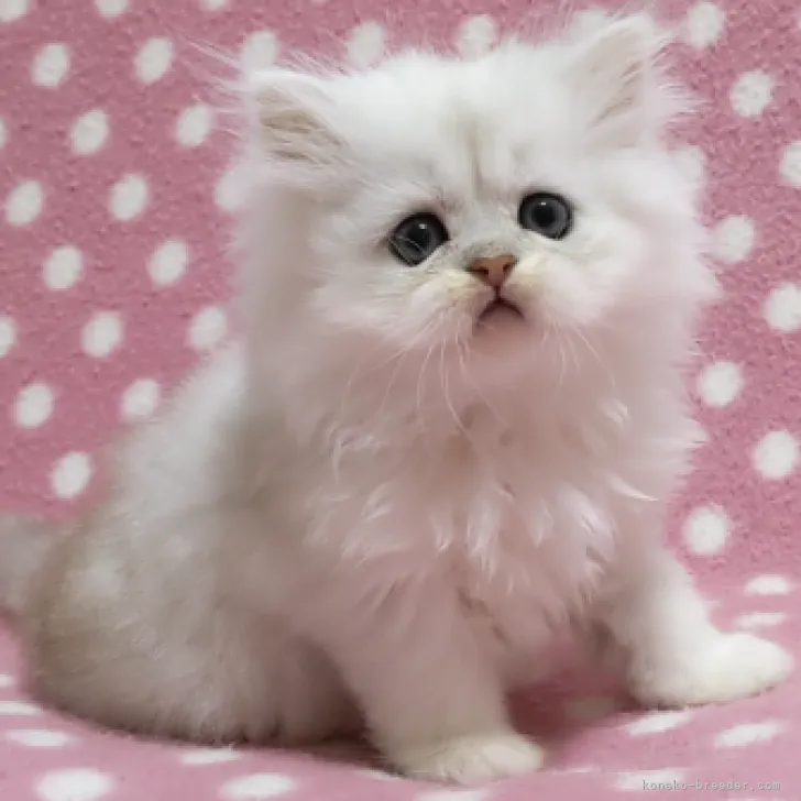 ID：2207-00882の子猫