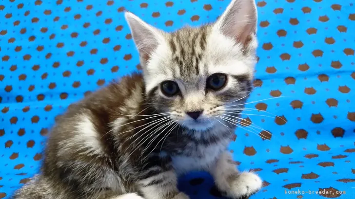 ID：1801-00824の子猫