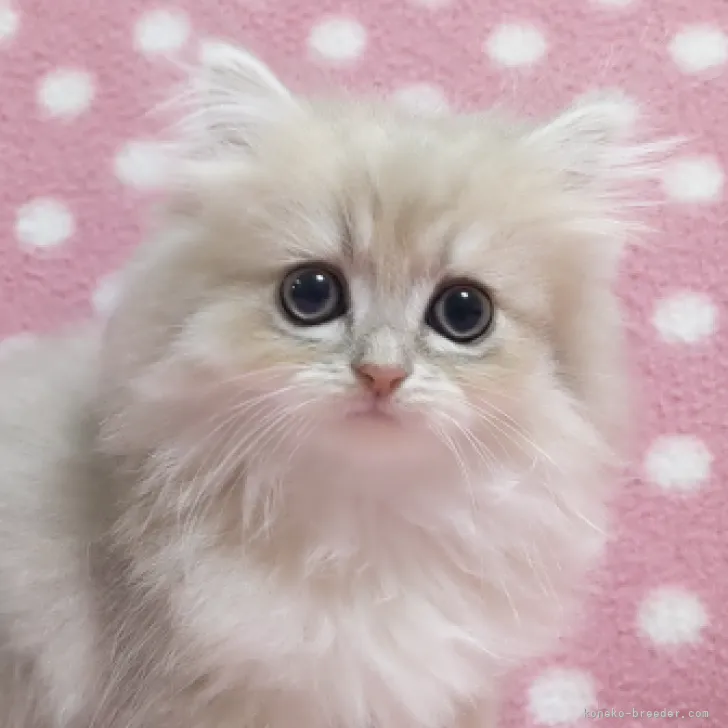 ID：2207-00180の子猫