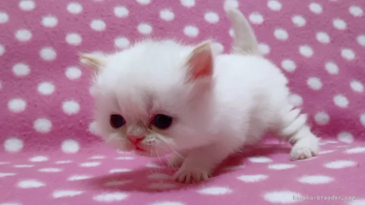 ID:1902-00965の子猫